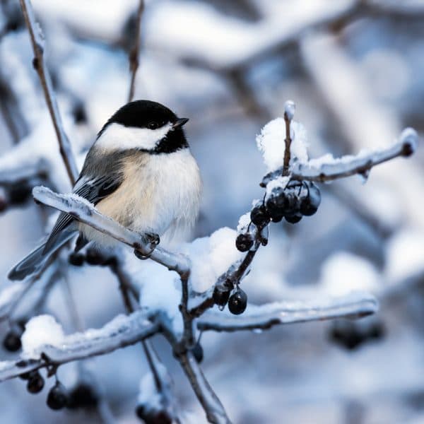 Black Capped Chickadee Wooden Puzzle