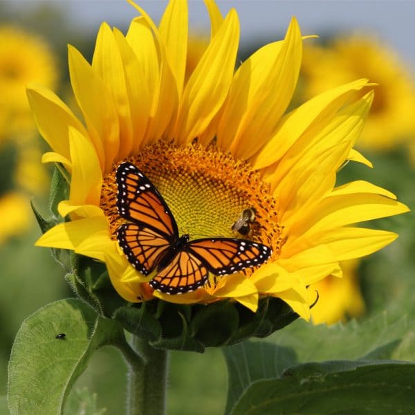 Sunflower Wooden Puzzle