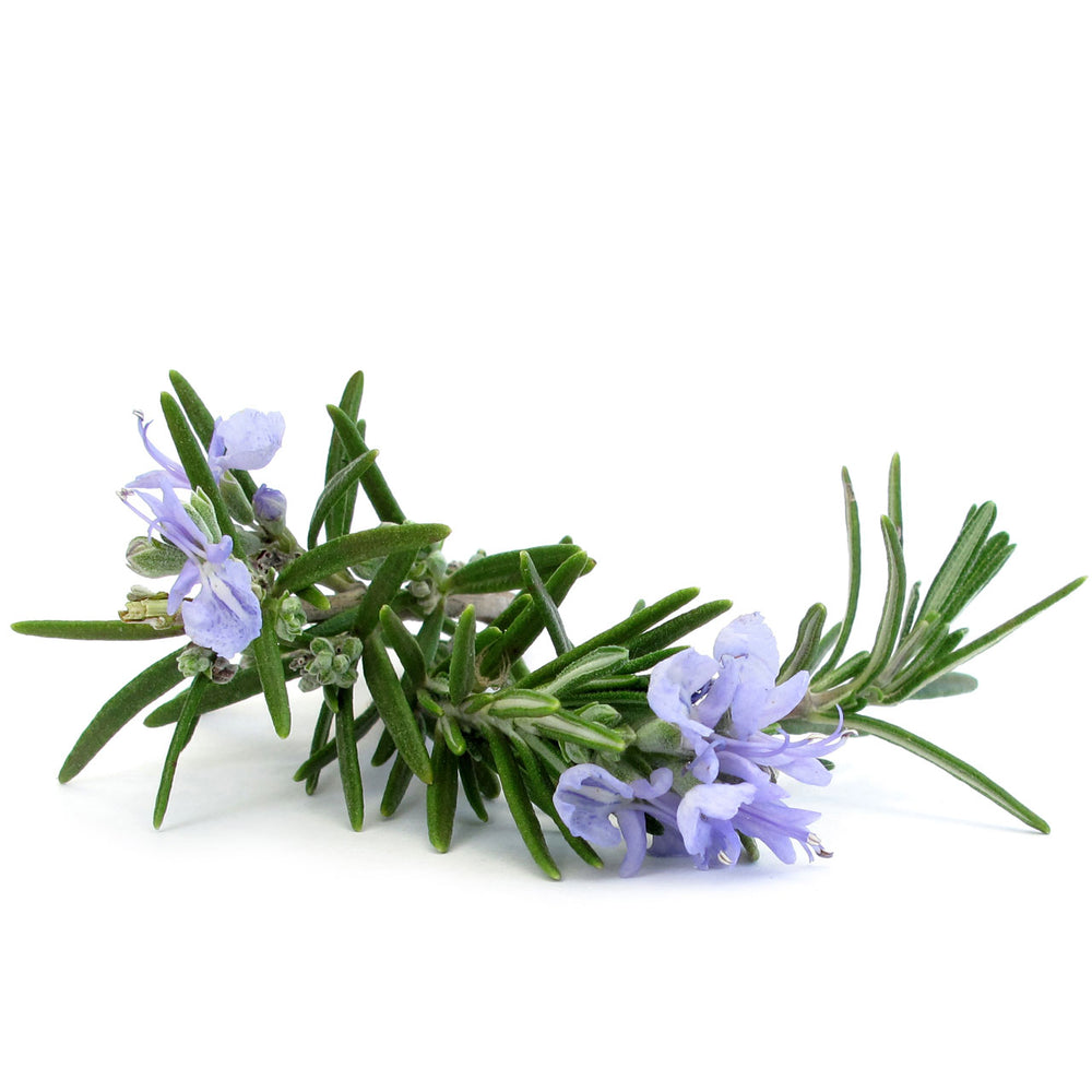 Rosemary 15ML OIL