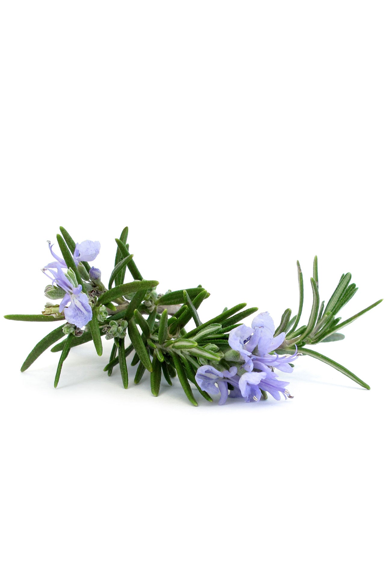 Rosemary 15ML OIL