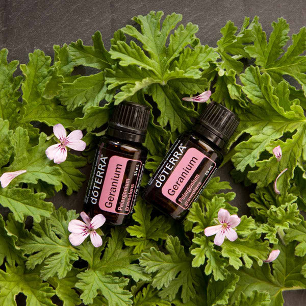 Geranium 15ML Oil - Pre Order – Twist Boutique