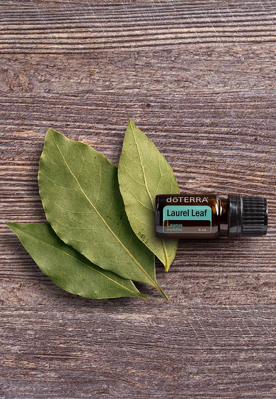 Laurel Leaf 5ML OIL