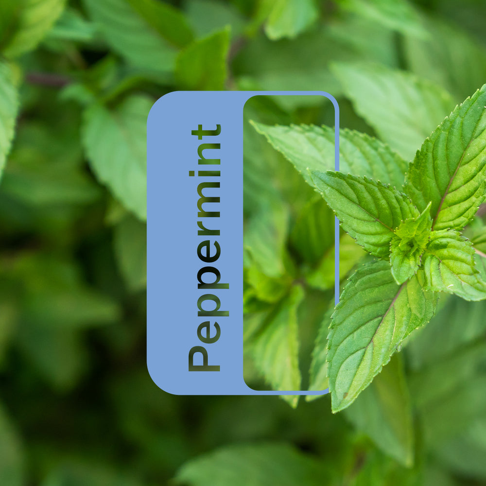 Peppermint 15ML OIL