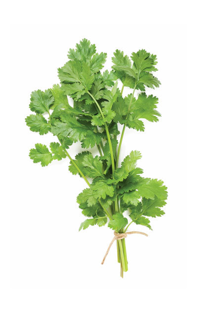 Cilantro 15ML OIL